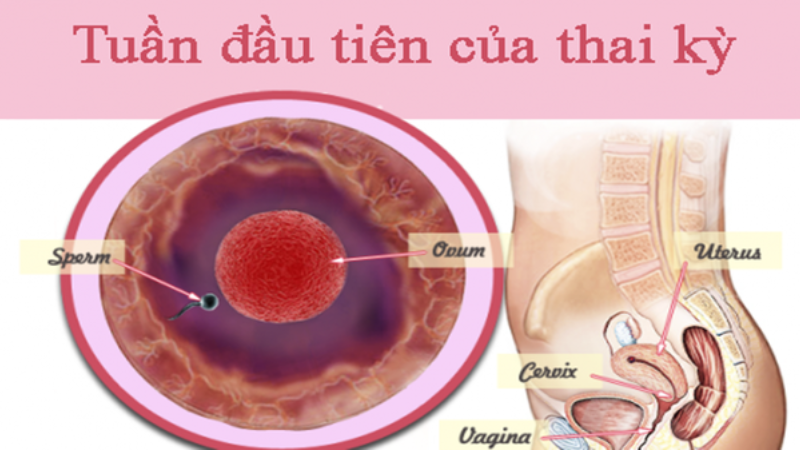 dấu hiệu mang thai tuần đầu